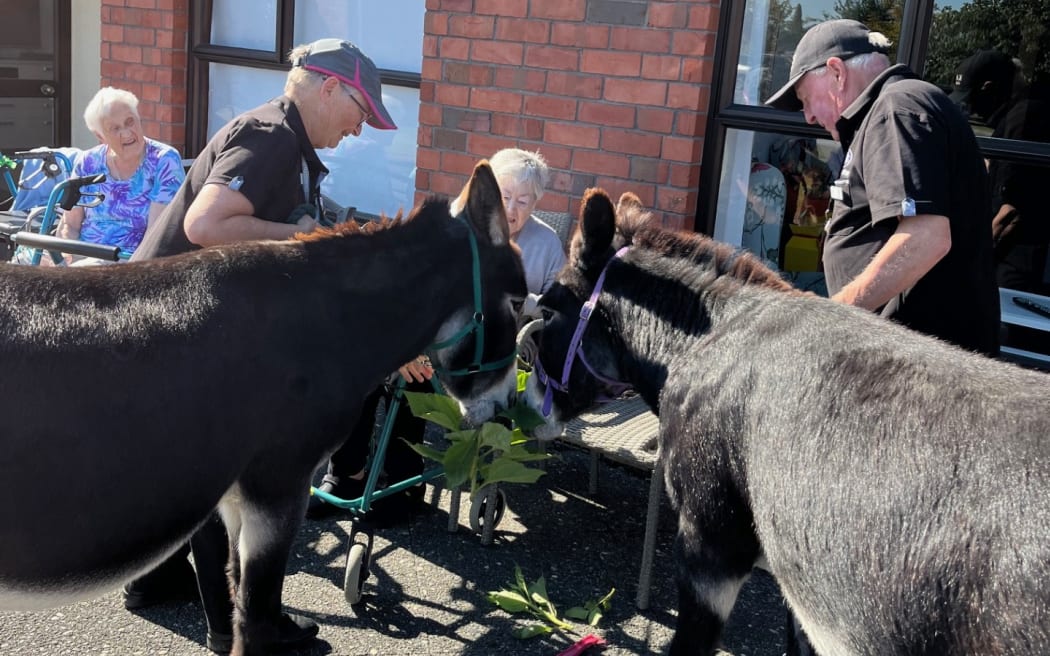 A Dunedin woman hopes to find a way to keep bringing a little donkey joy to residents of rest homes and dementia units in the wake of Hato Hone St John's decision to axe its animal therapy programme, Therapy Pets.
