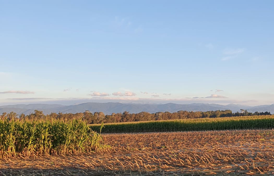 Maize harvest