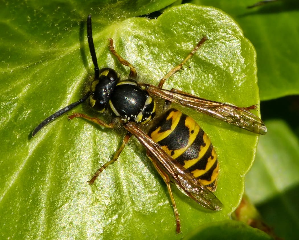 Common wasp