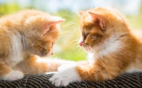 Two cute kittens playing on the couch