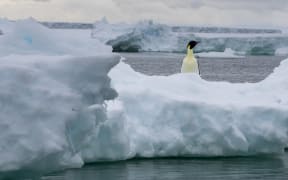 Emperor penguin (Aptenodytes forsteri) on iceberg, Larsen C ice shelf, Weddell Sea, Antarctica.
Sergio Pitamitz / Biosphoto / Biosphoto via AFP