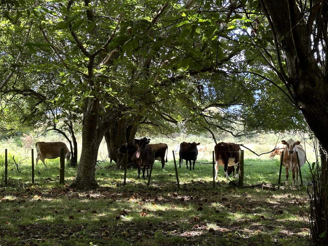 Cattle beside a Pick-Your-Own Chestnuts Farm