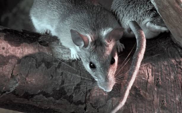 Feral cats and rats now 'everywhere' on Tinian, as military-backed ...