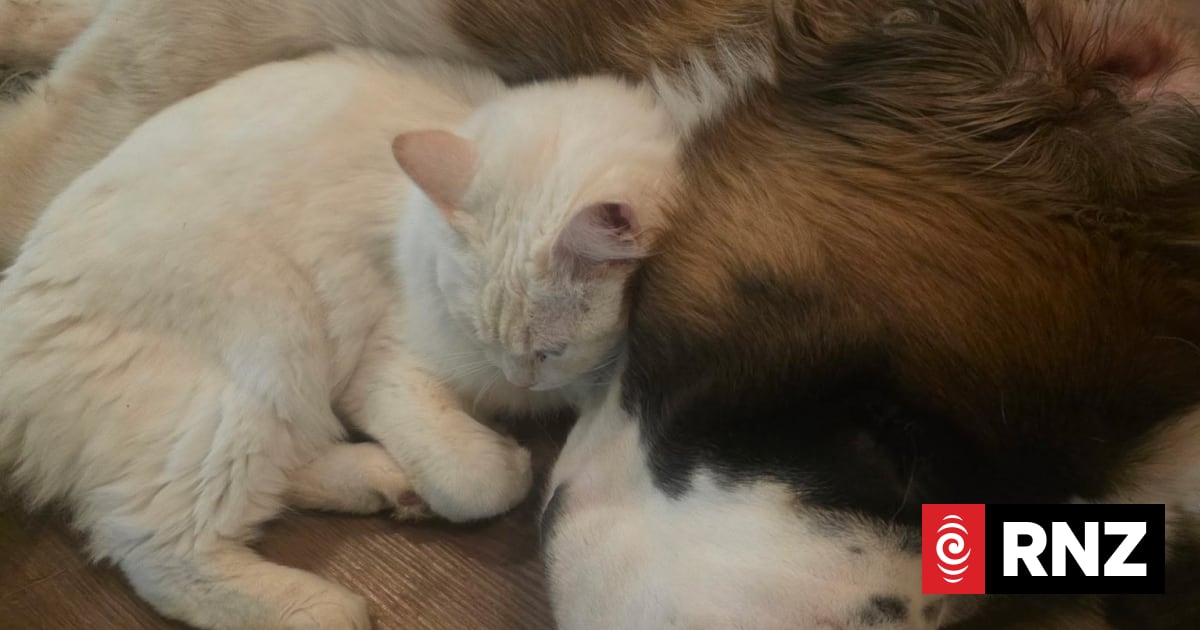 What happens to your pet when you die?