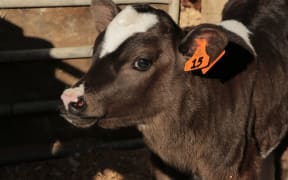 A calf on the Macfarlane's farm.