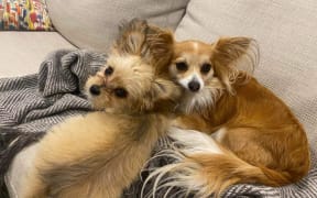 some of the pets and companion animals from across Aotearoa that will be listening to Concert for Animals on RNZ Concert.