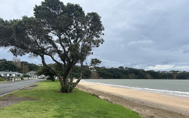 “Tyler’s tree” at Arkles Bay pictured on Friday.