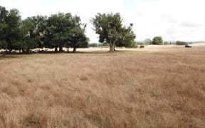 Northland drought, Kaikohe area