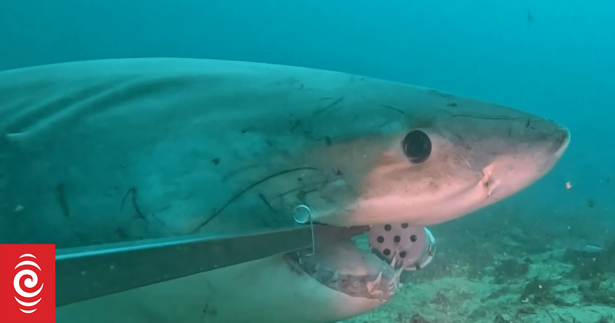 Watch: Rare Fiordland great white footage a 'shock' to researchers