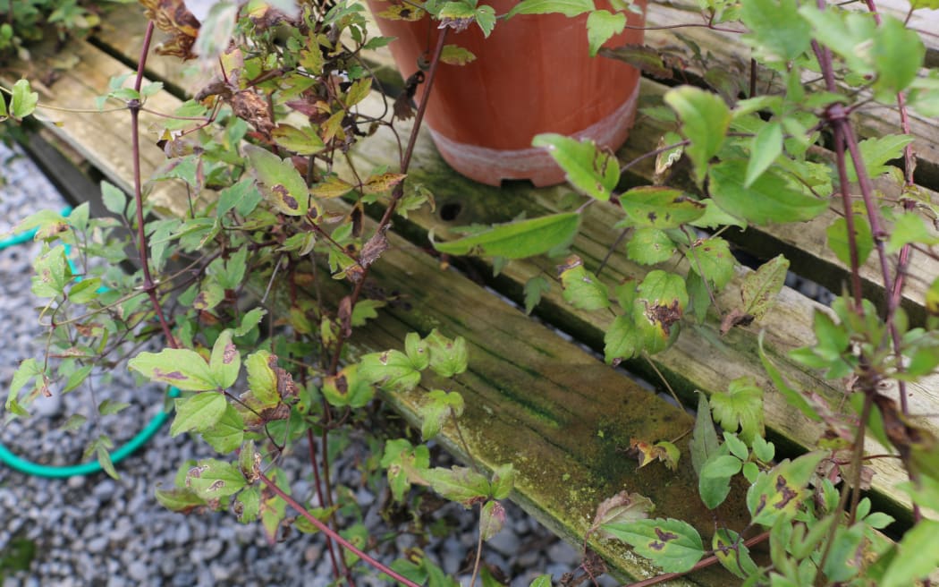 A close up of a creeper plant sprouting from a plastic pot, with brown spots of damage visible on the leaves.