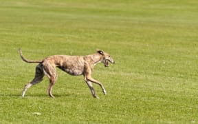 greyhound