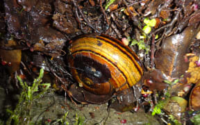 New Zealand's carnivourous snail Powelliphanta hochstetteri with a tracking device