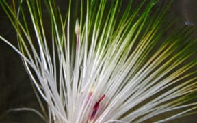Forget that other election – the 55mm-high, lake-dwelling Trithuria inconspicua has just been voted New Zealand’s favourite plant for 2024. Photo: Dennis Gordon, NIWA