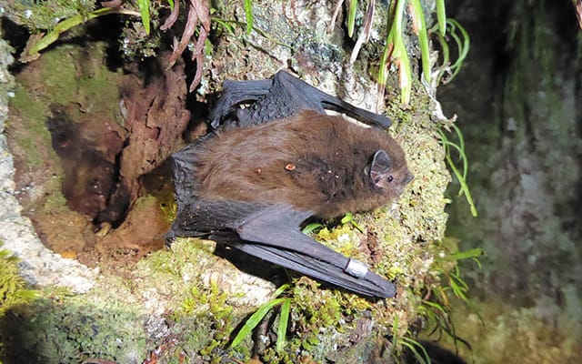 Long-tailed bat.