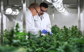 Rua Bioscience co-founder Manu Caddie inspects plants with head grower Brandon Veevers.