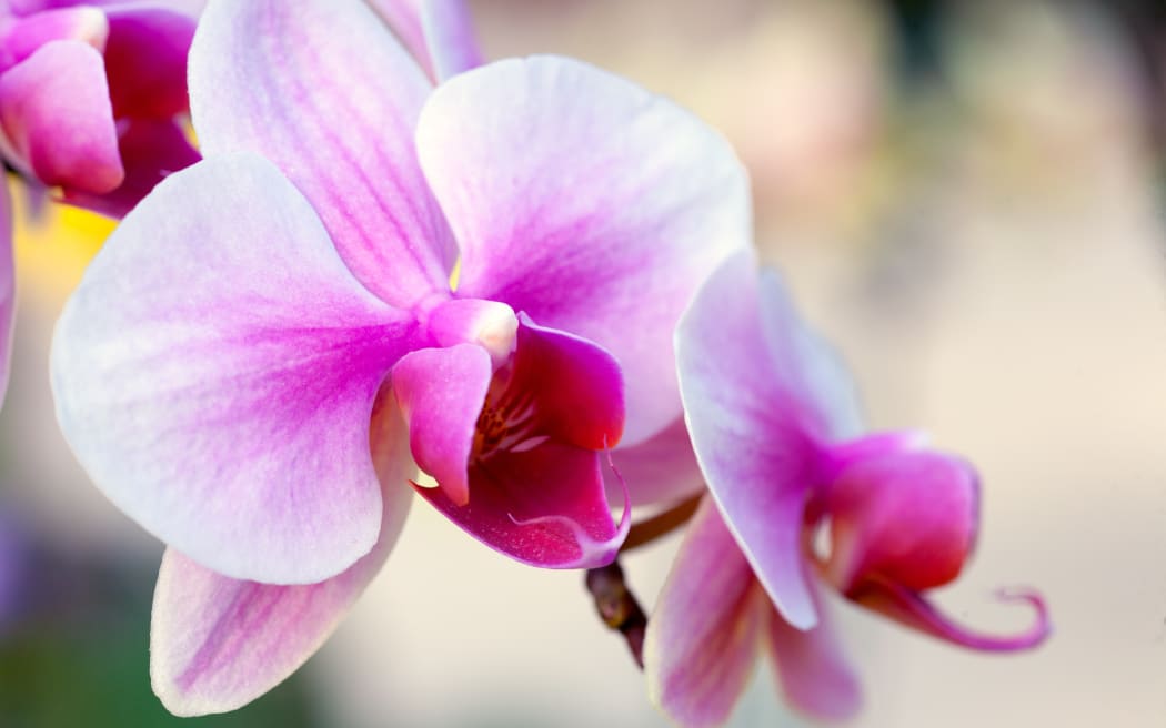 Close up of white and pink orchid flower stem
