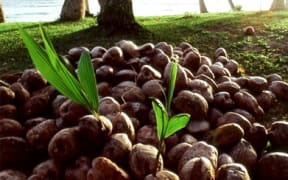 Coconuts