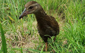 A juvenile weka showing the curious nature of the species.