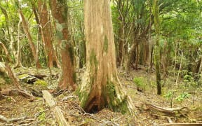 Totara tree no understory