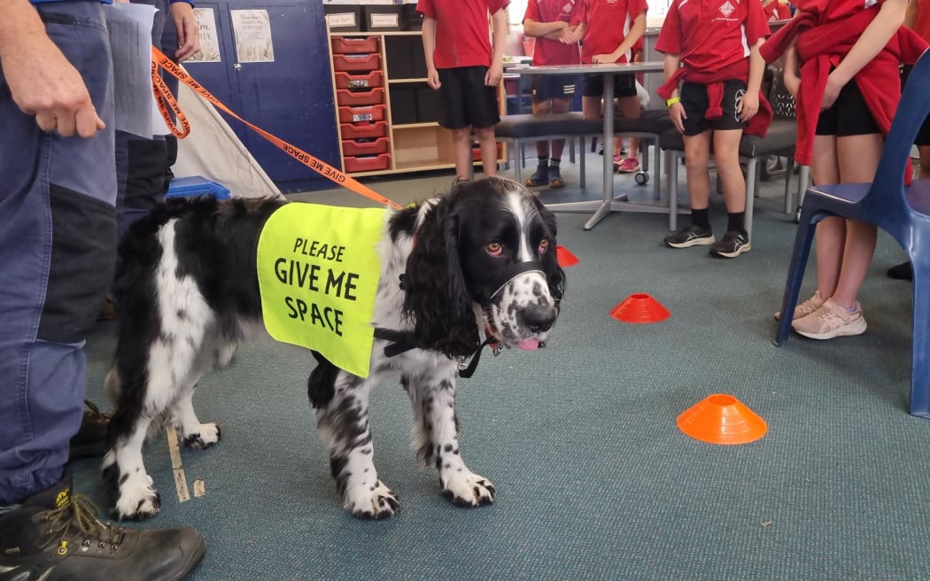 Daniel the Spaniel at Fairfield School