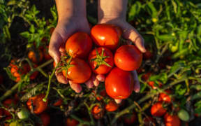 Wattie's tomato harvest 2022