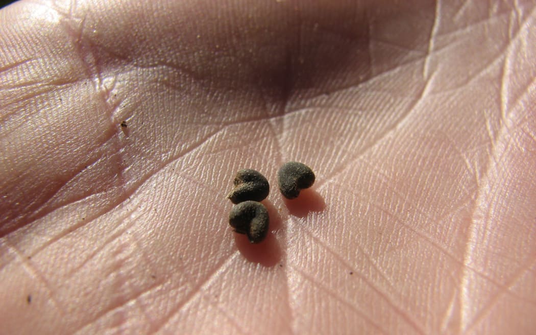 Seeds of the velvetleaf plant - a highly invasive weed which has been found on two new properties in the Waikato Region.