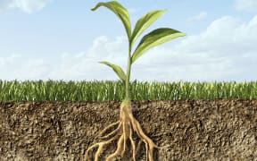 soil