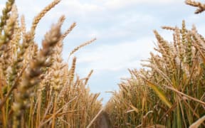 Rows of wheat