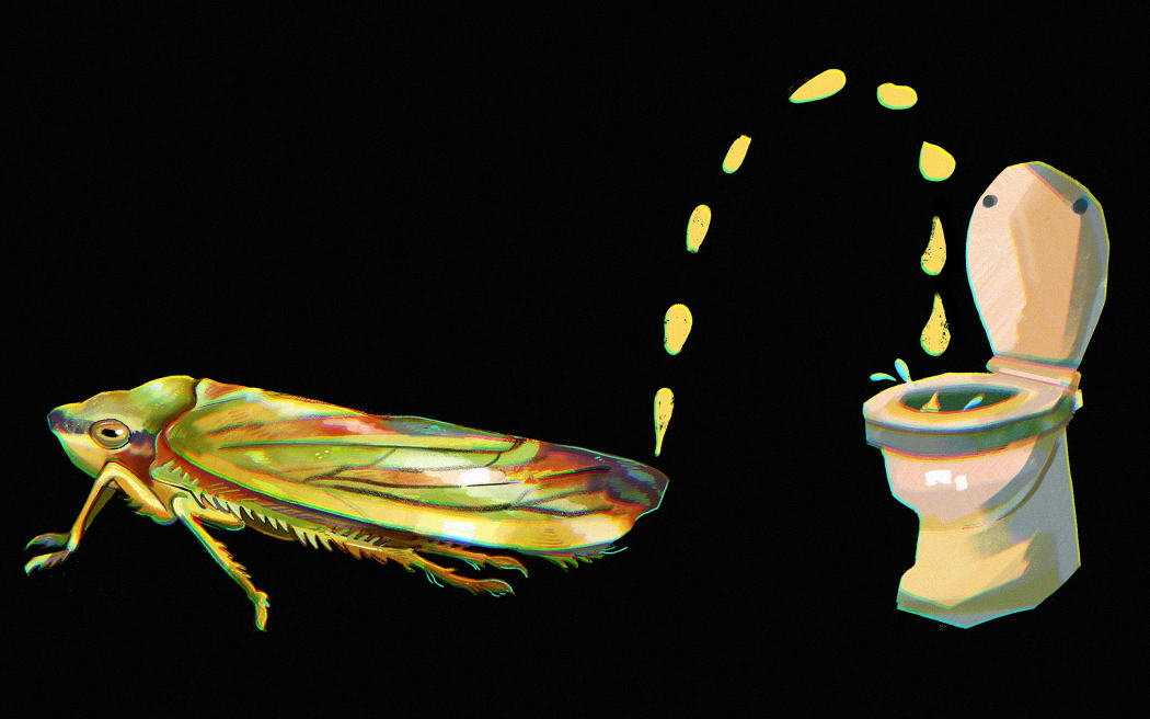Sharpshooter insect graphic - It can fire droplets of pee using a little catapult built into its bum.