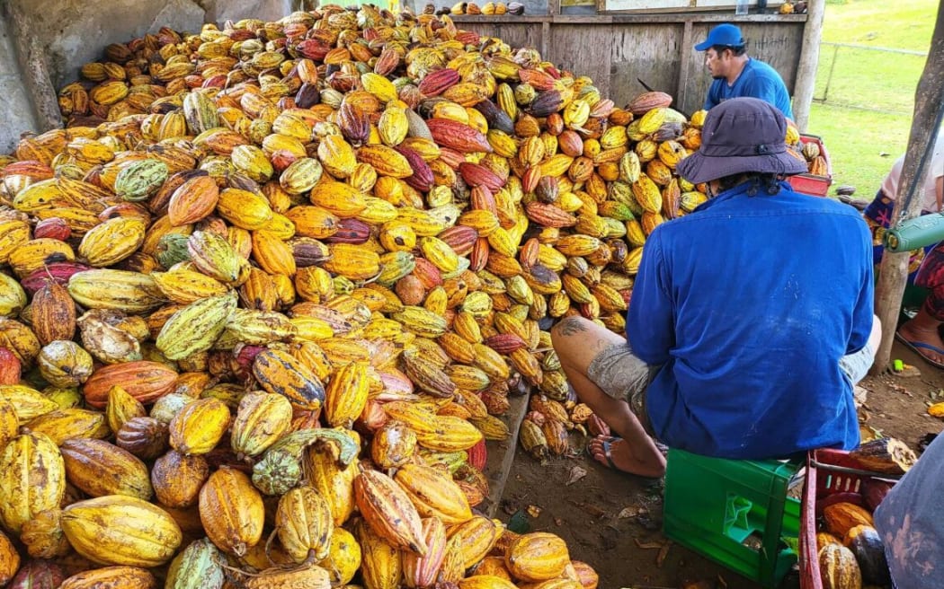 Cacoa beans