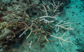 Tara Pacific expedition - november 2017 Bubble site, Normanby Island, Papua New Guinea, Bleaching process visible on Staghorn Coral (Acropora cervicornis), D: 3 m. 
 
Biosphoto / Christoph Gerigk