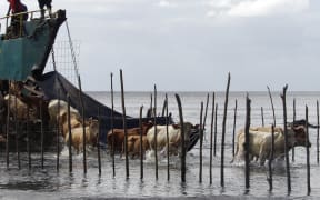 Vanuatu cattle arriving on Ambrym