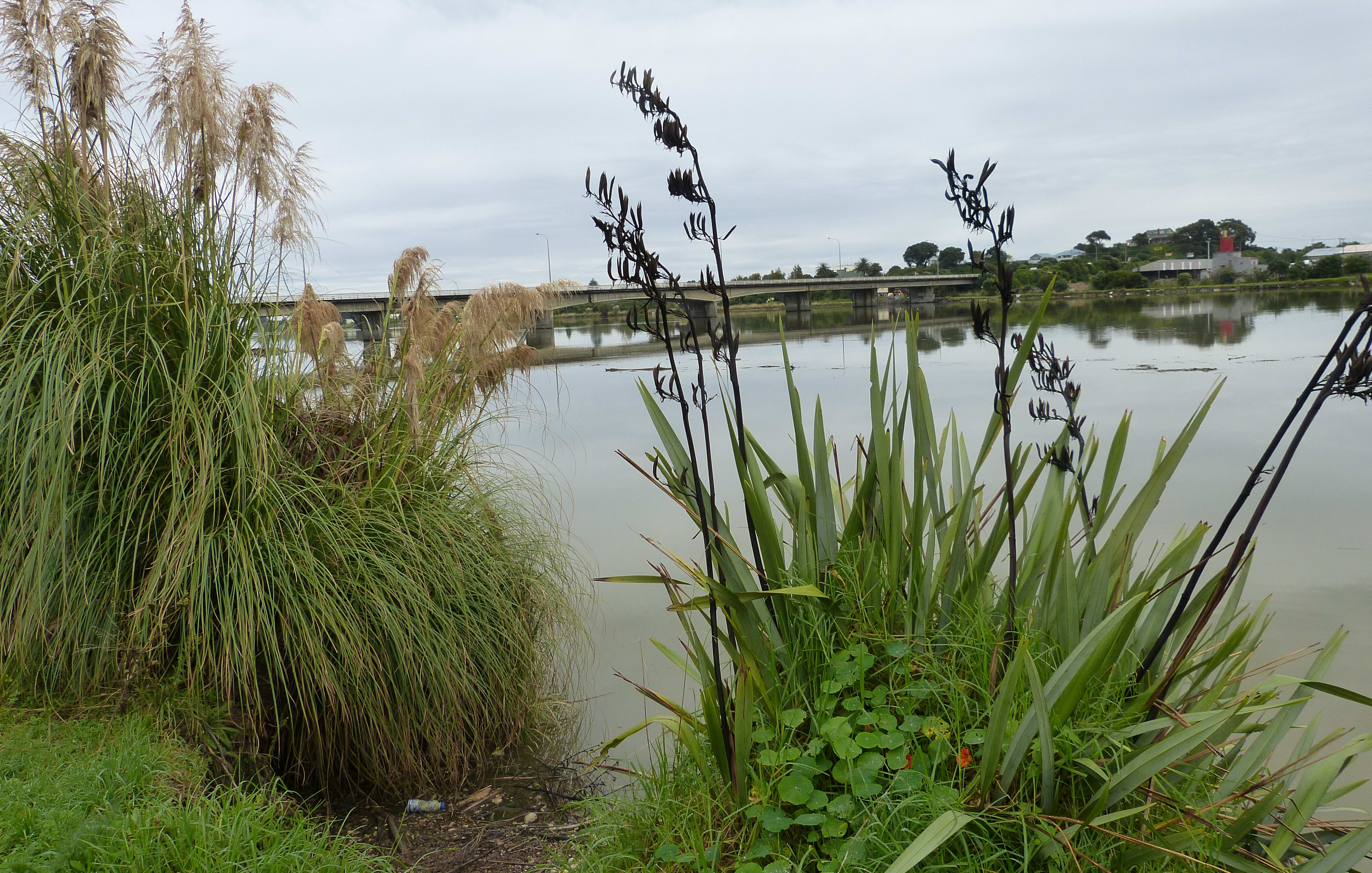 View of the Whanganui River from the Putiki bank where the kura is located, looking towards the bridge into the city.