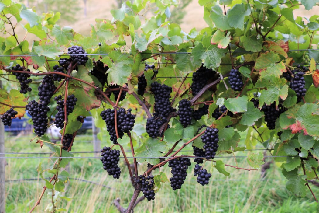 Vineyard ferment at Greystone Wines