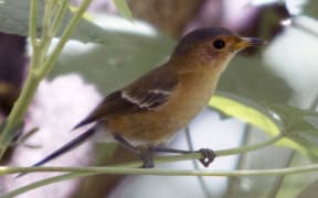 The Tinian monarch is endemic to Northern Mariana Islands, and found only on the island of Tinian. 2012