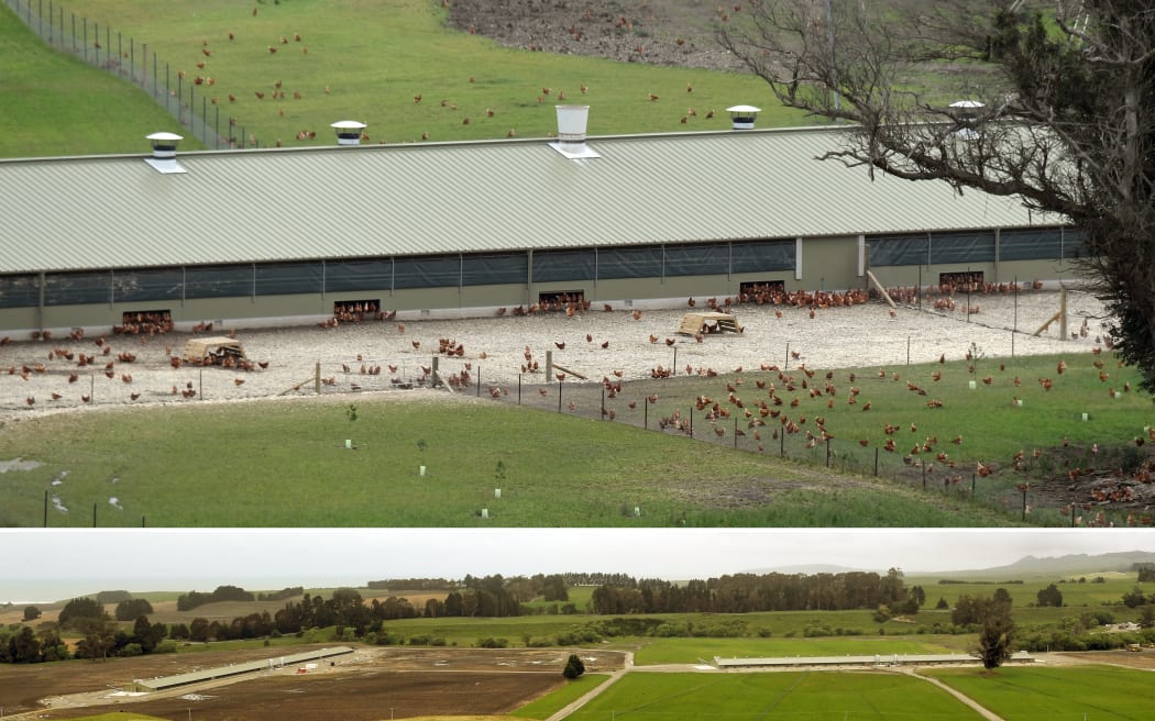 Chickens at Hillgrove Egg Farm near Moeraki. Photos: Stephen Jaquiery
