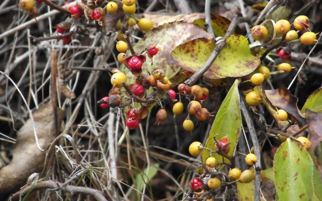 Spindleberry found on the West Coast