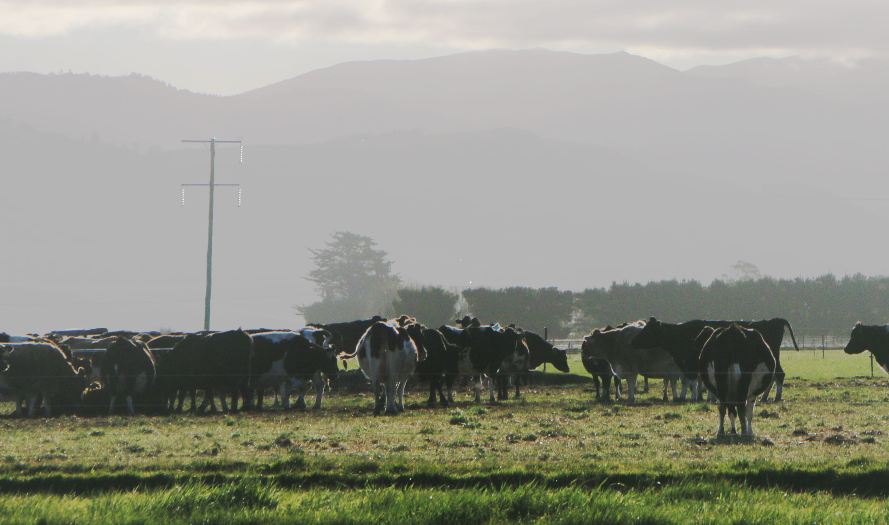 A generic herd of dairy cows on a South Canterbury farm.