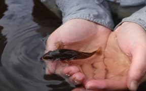 A person cups water and a small brown fish in their hands.