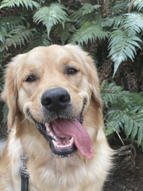 Luna is a two-year-old golden retriever who lives on Auckland’s Hibiscus Coast.