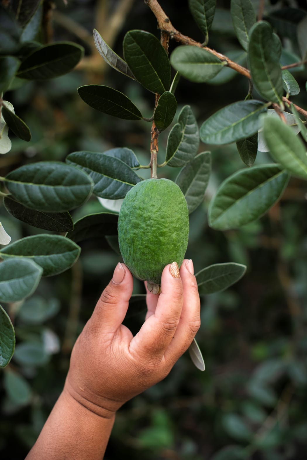 Feijoa harvest at Kaiponi Farms.