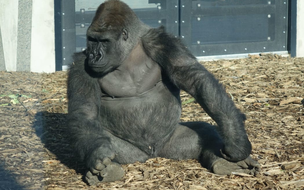 New Zealand's first gorillas, at Christchurch's Orana Wildlife Park.