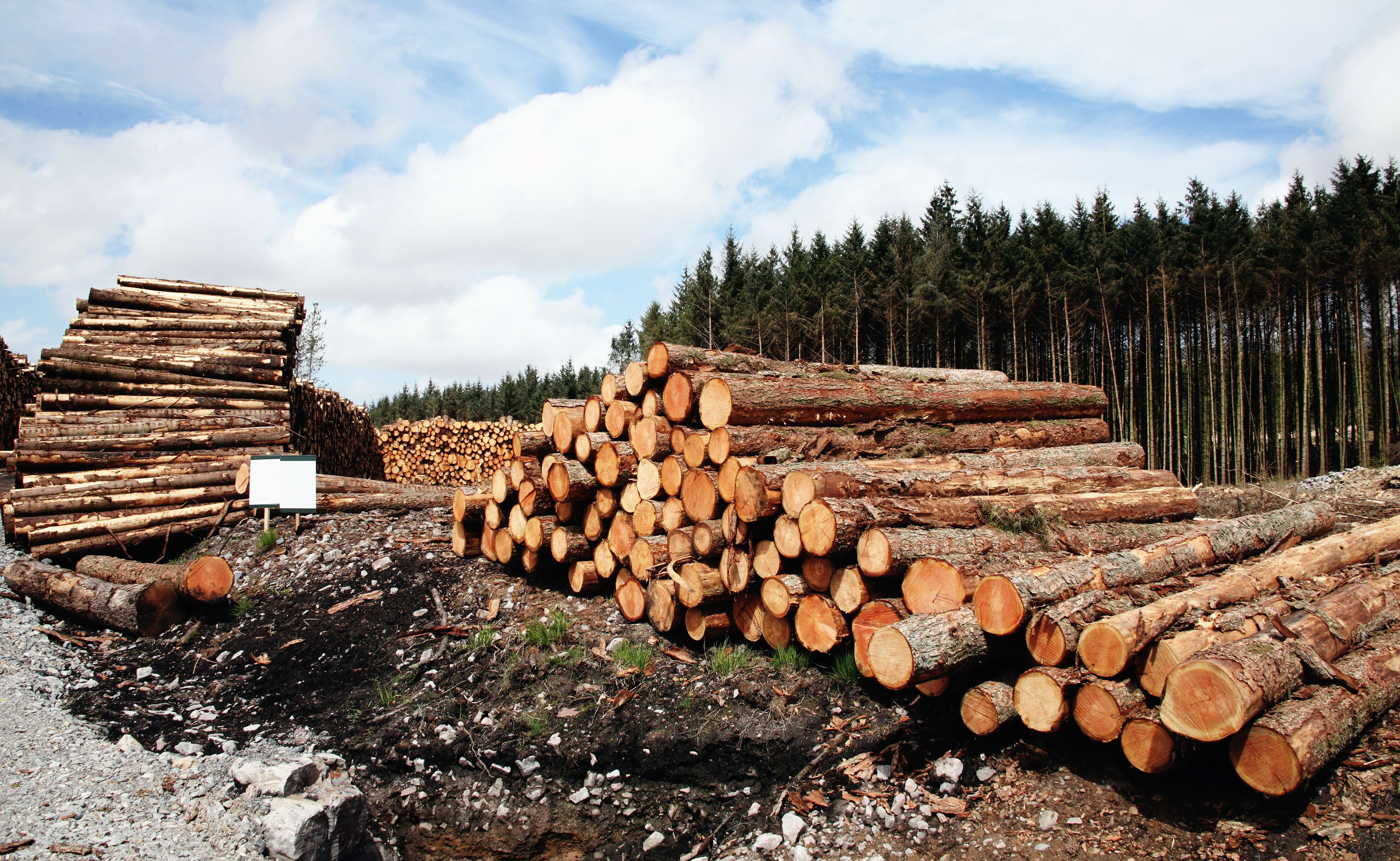 Logs stacked after an industry operation.