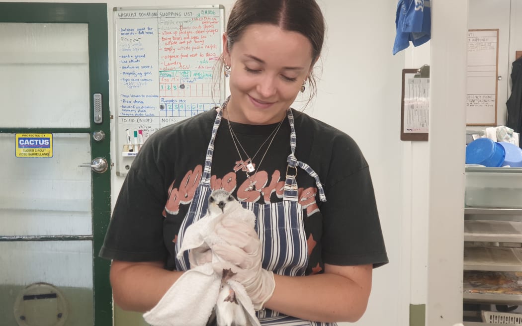 A woman wearing a t-shirt and an apron holds a seabird in a towel.