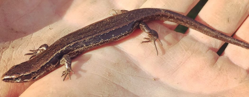A glossy brown skink (Oligosoma zelandicum).