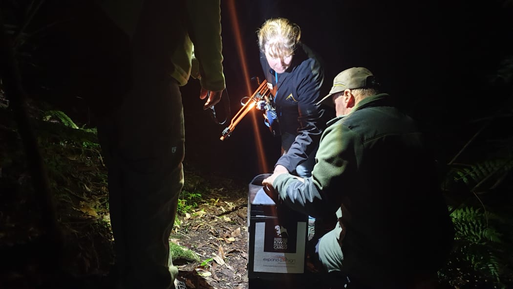 Papa the kiwi about to be released.