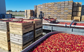 Royal Gala apples in crates during the harvest at Thomas Brothers packhouse in Riuwaka.