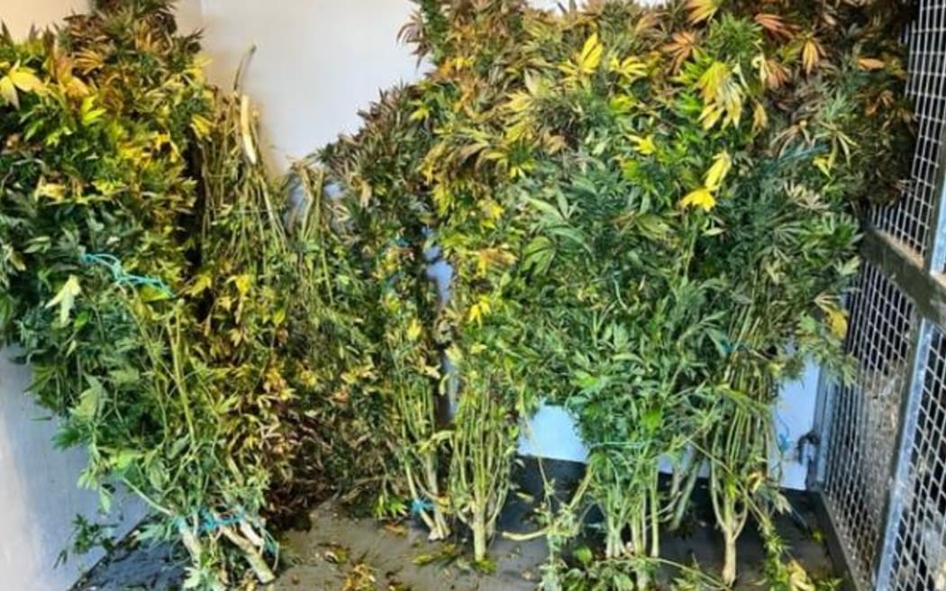 Cannabis recovered from one of the spots in South Westland.