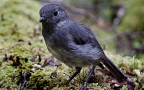 South Island robin