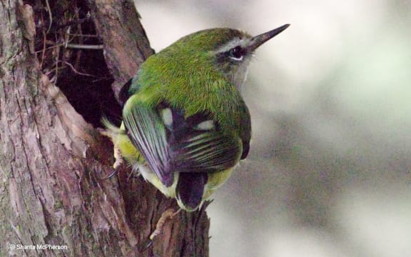 Titipounamu on a tree trunk.